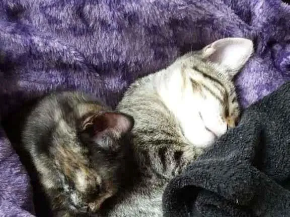 Gato ra a  idade Abaixo de 2 meses nome S/ nome