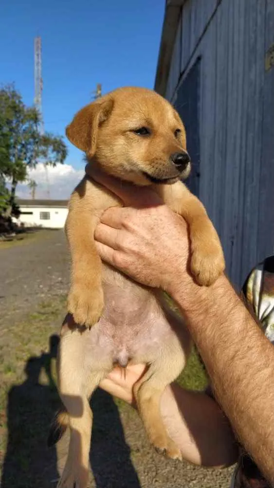 Cachorro ra a SRD idade 2 a 6 meses nome Brigitte