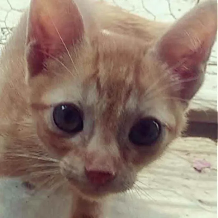 Gato raça Indefinido idade Abaixo de 2 meses nome Sem nome