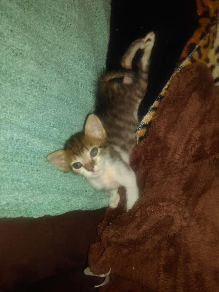 Gato ra a  idade Abaixo de 2 meses nome S/ nome