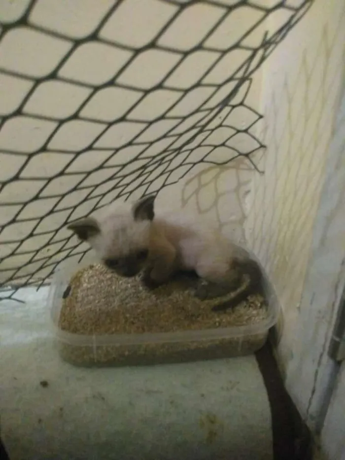 Gato ra a  idade Abaixo de 2 meses nome S/ nome