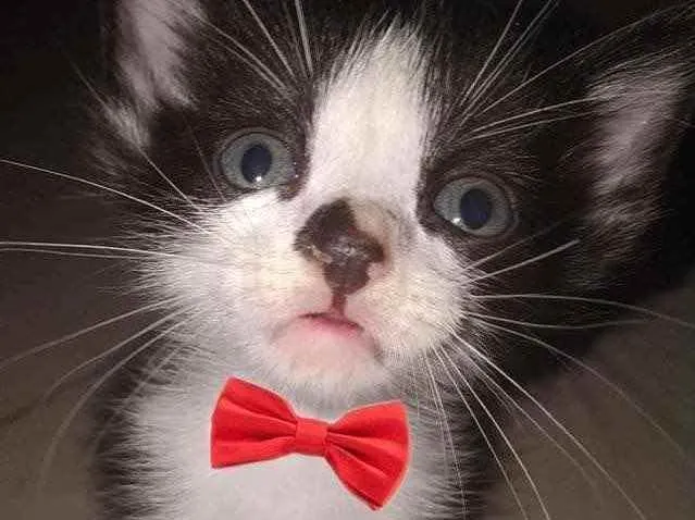 Gato raça Srd idade Abaixo de 2 meses nome Sem nome