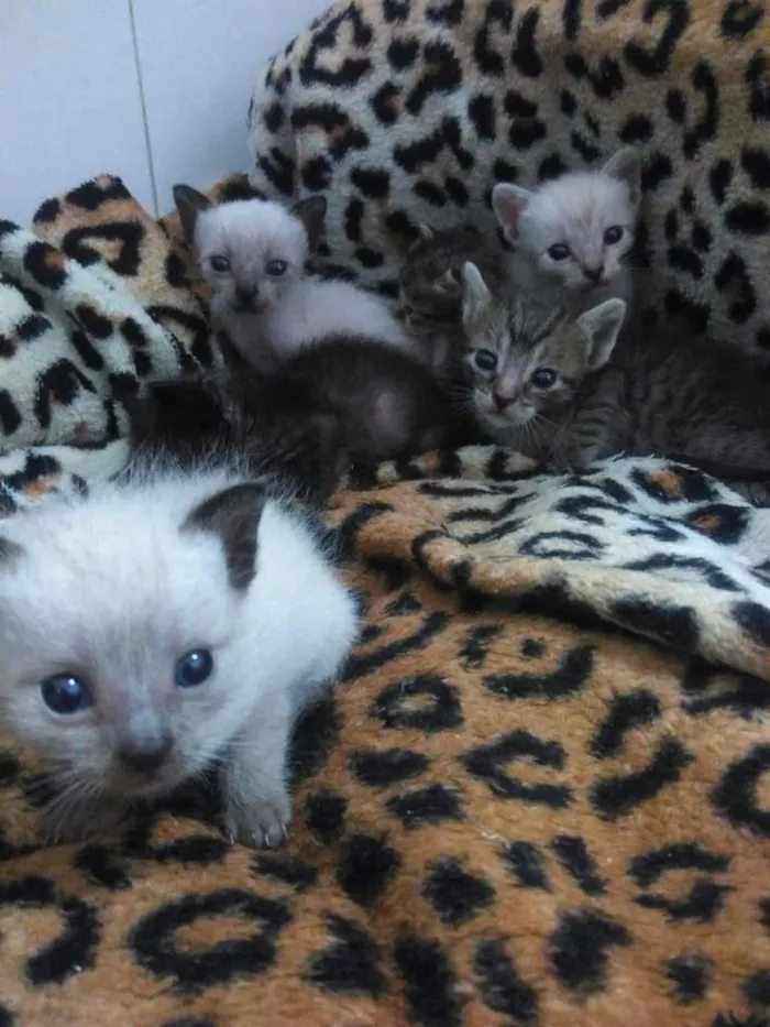 Gato ra a  idade Abaixo de 2 meses nome S/ nome