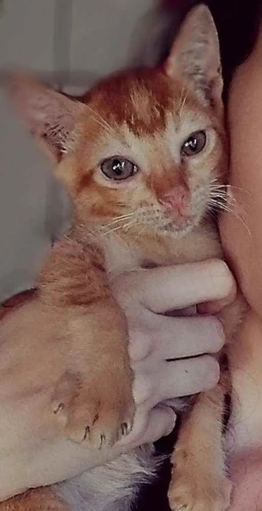 Gato raça Indefinido idade Abaixo de 2 meses nome Sem nome
