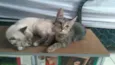 Patati & Patatá