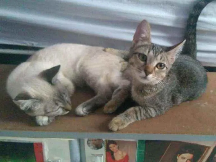 Gato ra a srd idade 2 a 6 meses nome Patati & Patatá