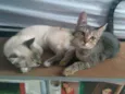 Patati & Patatá