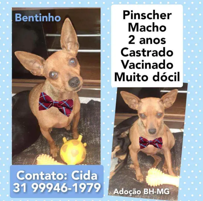Cachorro raça Pinsher idade 2 anos nome Bentinho