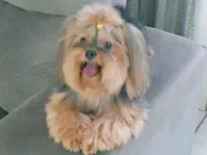 Cachorro raça Yorkshire terrier idade 6 ou mais anos nome Valentina