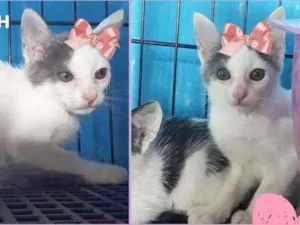 Gato raça Srd idade 2 a 6 meses nome Milka