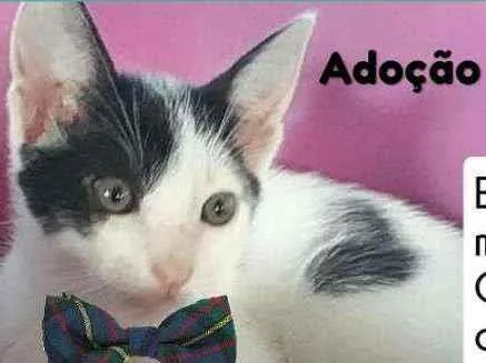 Gato raça Srd idade 2 a 6 meses nome Teco