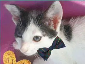 Gato raça Srd idade 2 a 6 meses nome Teco
