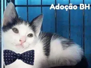 Gato raça Srd idade 2 a 6 meses nome Tico