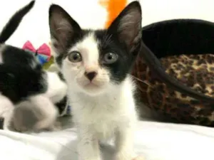 Gato raça  idade Abaixo de 2 meses nome Filhotes Eliana 