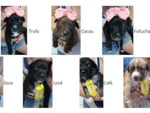 Cachorro raça SRD idade Abaixo de 2 meses nome Filhotes