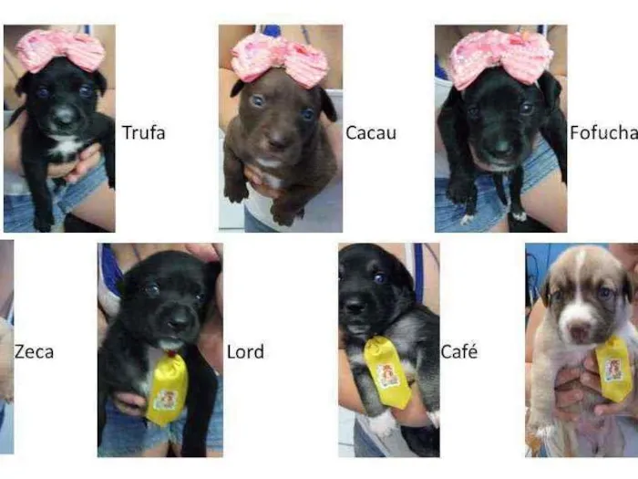 Cachorro ra a SRD idade Abaixo de 2 meses nome Filhotes