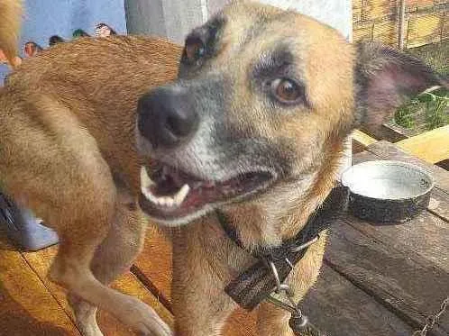 Cachorro ra a Vira-lata idade 4 anos nome Sargento 