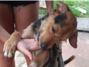 Cachorro raça SRD idade  nome Shalom
