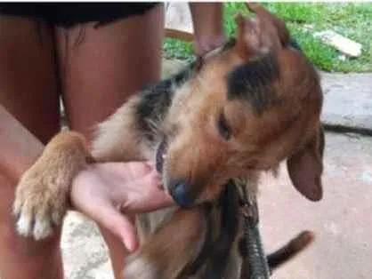 Cachorro ra a SRD idade  nome Shalom