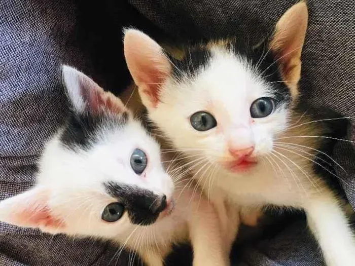 Gato ra a SRD idade Abaixo de 2 meses nome Miu Miu