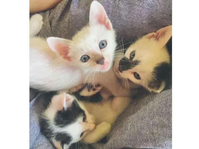 Gato ra a SRD idade Abaixo de 2 meses nome Maguinho 