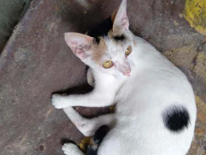 Gato ra a Não sei  idade 2 a 6 meses nome Priscila 