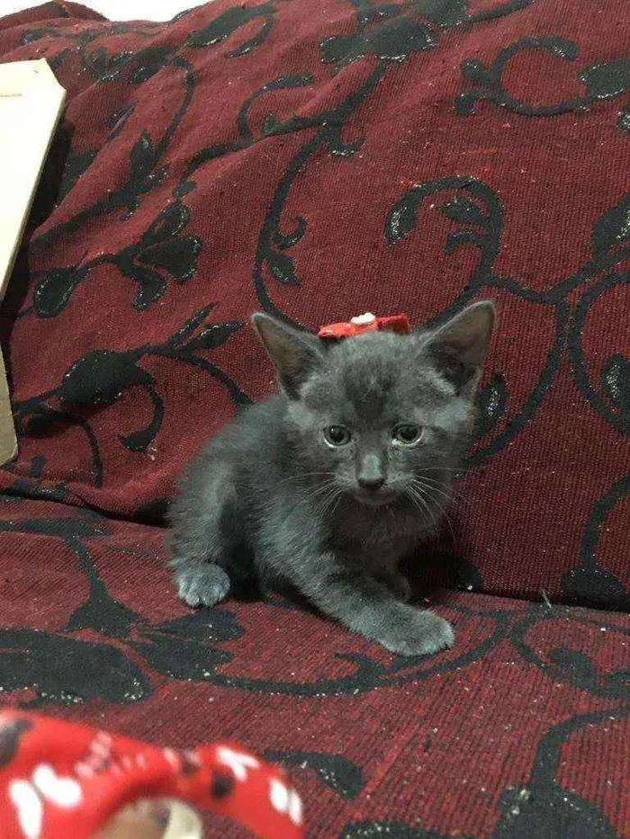 Gato ra a SRD idade 2 a 6 meses nome Titan