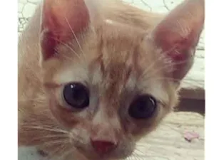 Gato raça Indefinido idade Abaixo de 2 meses nome Sem nome