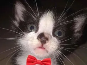 Gato raça Srd idade Abaixo de 2 meses nome Sem nome
