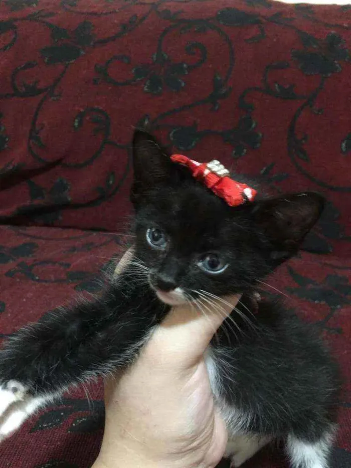 Gato ra a  idade 2 a 6 meses nome Maria