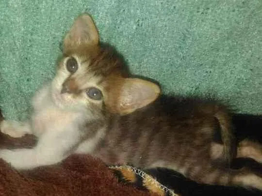 Gato ra a  idade Abaixo de 2 meses nome S/ nome