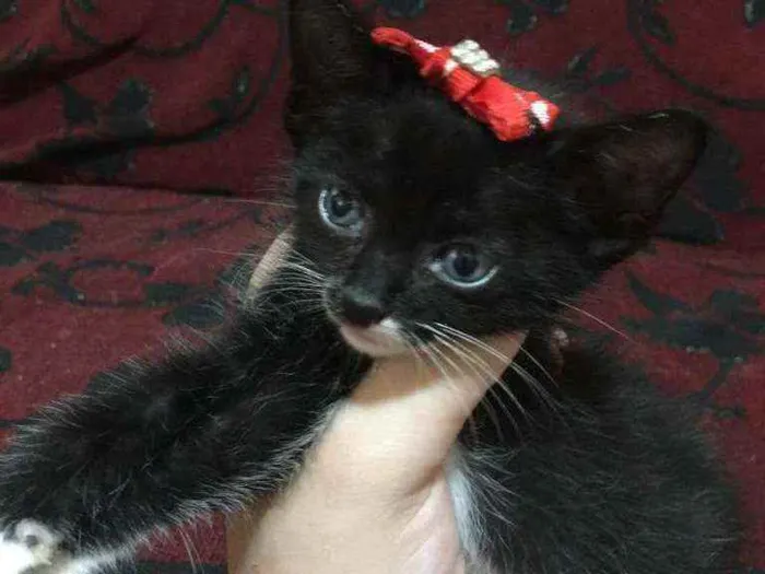 Gato ra a  idade 2 a 6 meses nome Maria