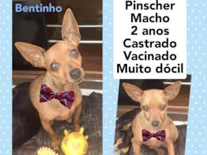 Cachorro raça Pinsher idade 2 anos nome Bentinho