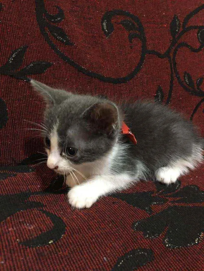Gato ra a SRD idade 2 a 6 meses nome Tristão