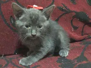 Gato raça SRD idade 2 a 6 meses nome Titan