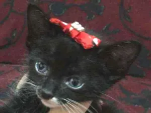 Gato raça  idade 2 a 6 meses nome Maria