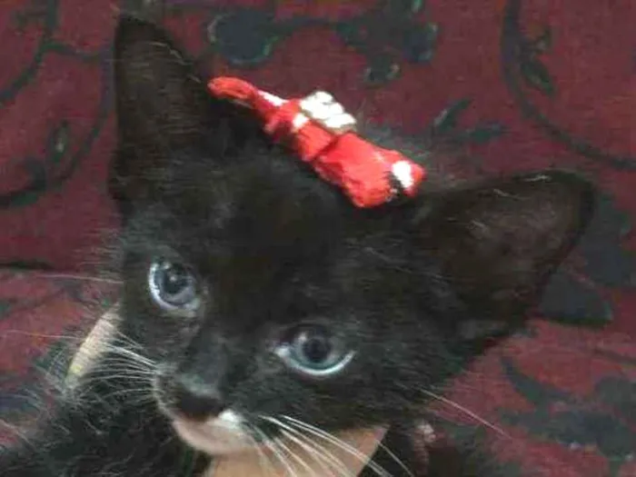 Gato ra a  idade 2 a 6 meses nome Maria
