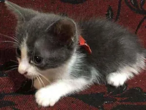 Gato raça SRD idade 2 a 6 meses nome Tristão