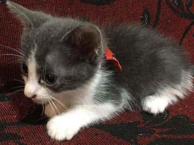 Gato ra a SRD idade 2 a 6 meses nome Tristão