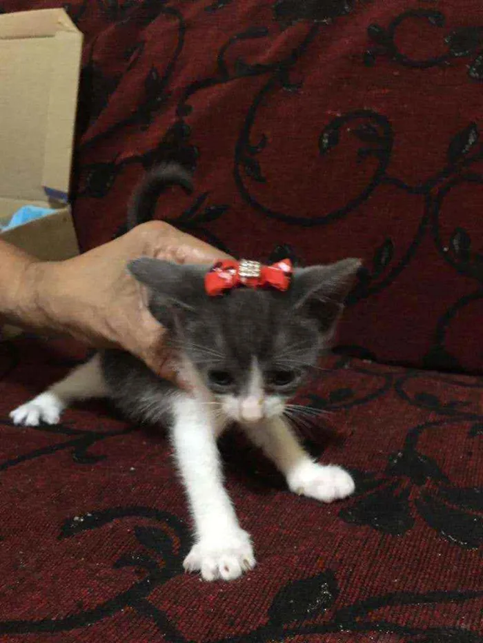 Gato ra a SRD idade 2 a 6 meses nome Lamar