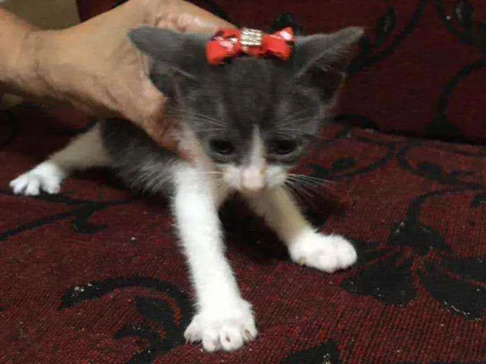 Gato ra a SRD idade 2 a 6 meses nome Lamar