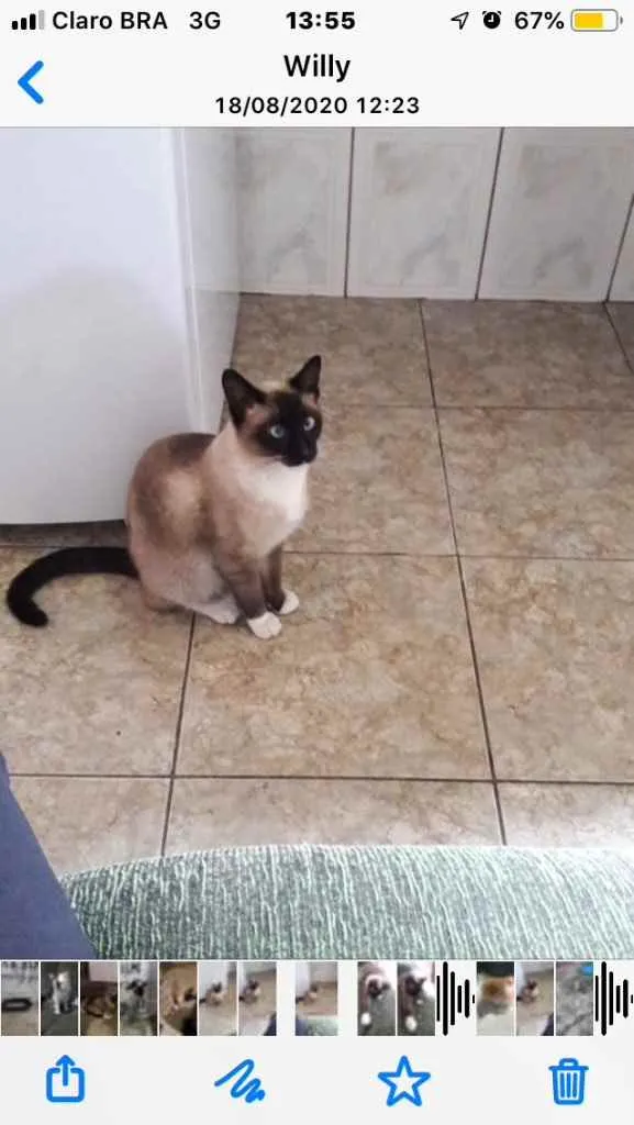 Gato ra a Siamesa  idade 2 anos nome Mônica 