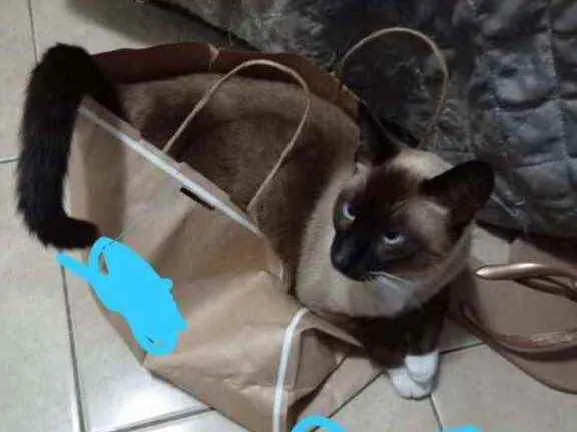 Gato ra a Siamesa  idade 2 anos nome Mônica 