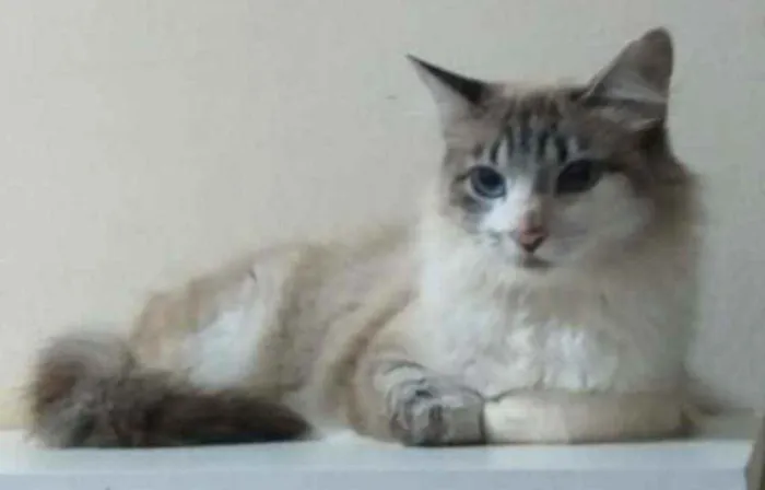 Gato ra a Indefinida idade 7 a 11 meses nome Sem nome