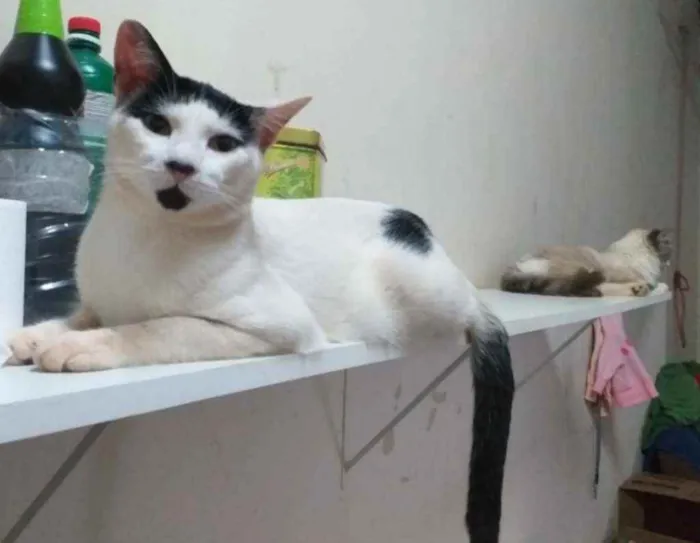 Gato ra a Indefinida idade 7 a 11 meses nome Sem nome