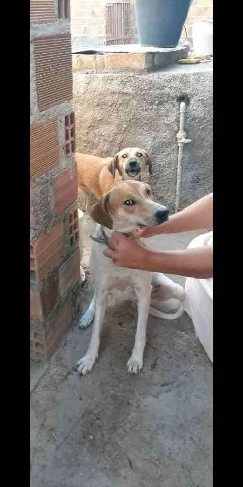 Cachorro ra a Vira lata idade 1 ano nome Sem nomes