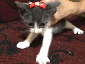 Gato raça SRD idade 2 a 6 meses nome Lamar