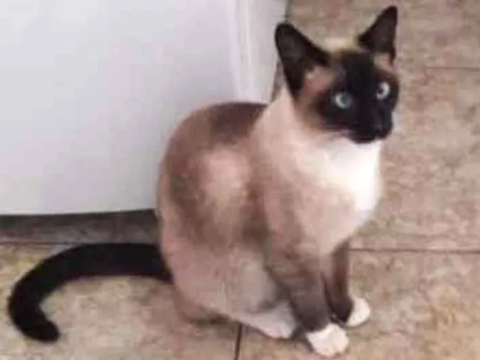 Gato ra a Siamesa  idade 2 anos nome Mônica 