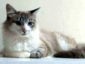 Gato raça Indefinida idade 7 a 11 meses nome Sem nome