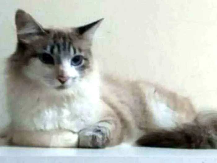 Gato ra a Indefinida idade 7 a 11 meses nome Sem nome